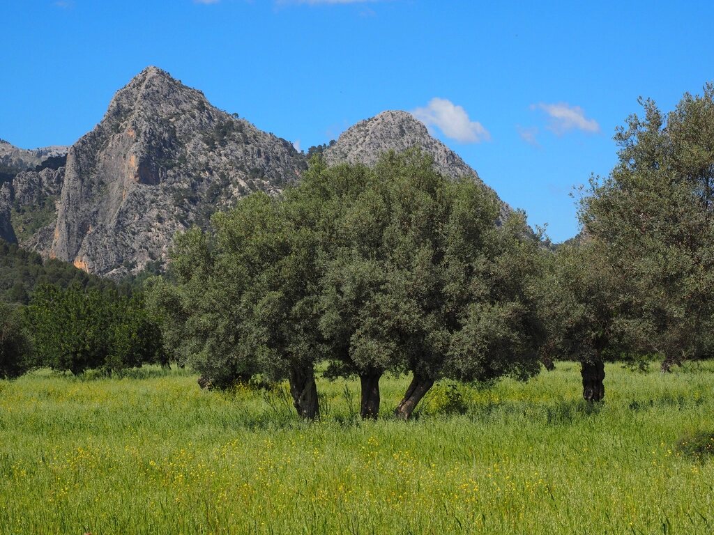 Olival e campo verde junto à serra, no interior de Portugal