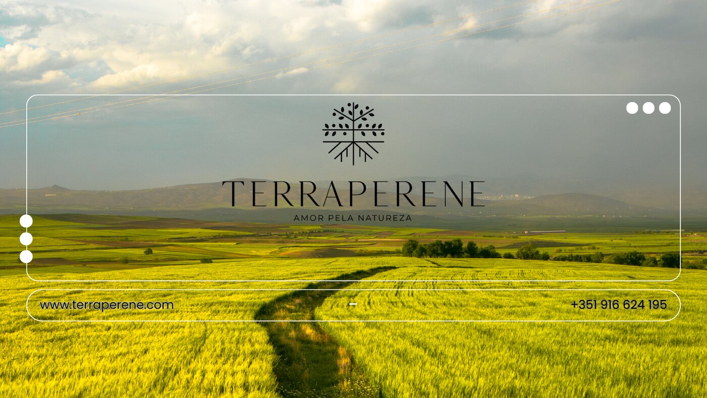 Campo de trigo dourado ao entardecer com a marca Terraperene
