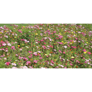 Semente de Relva Euroflor Douce - 4 Kg