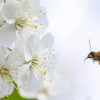polen-de-abelha-benefícios-terrapene